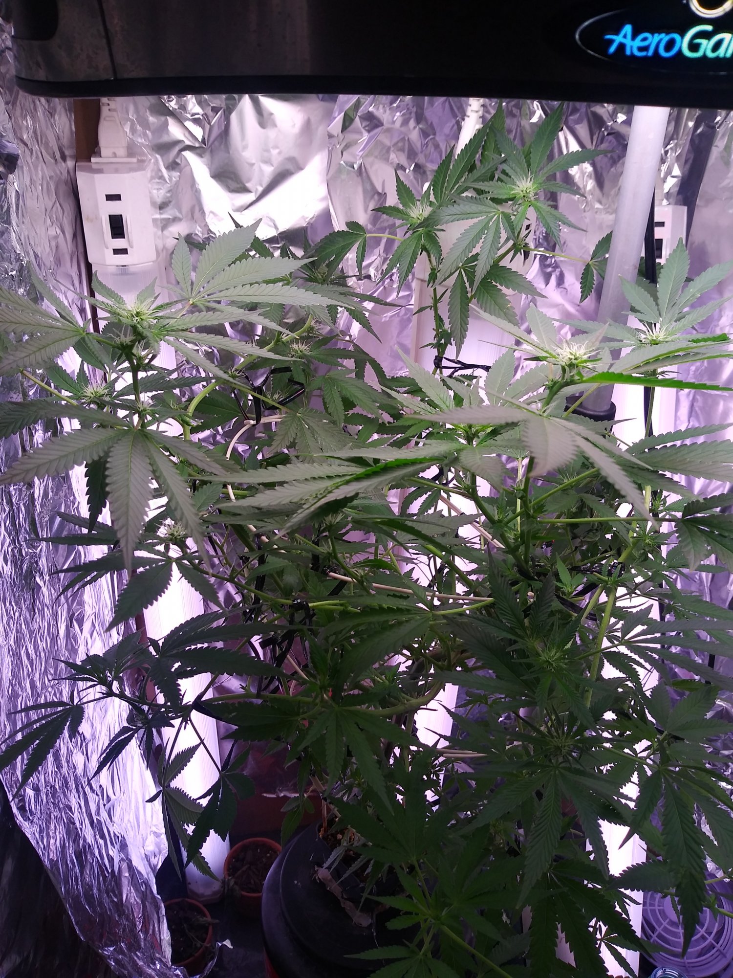 My chem4 first time grow 2