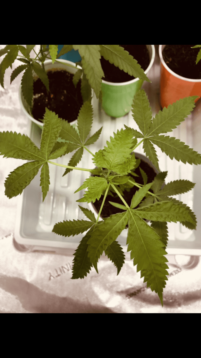 My clones have been wrinkling im actually really nervous