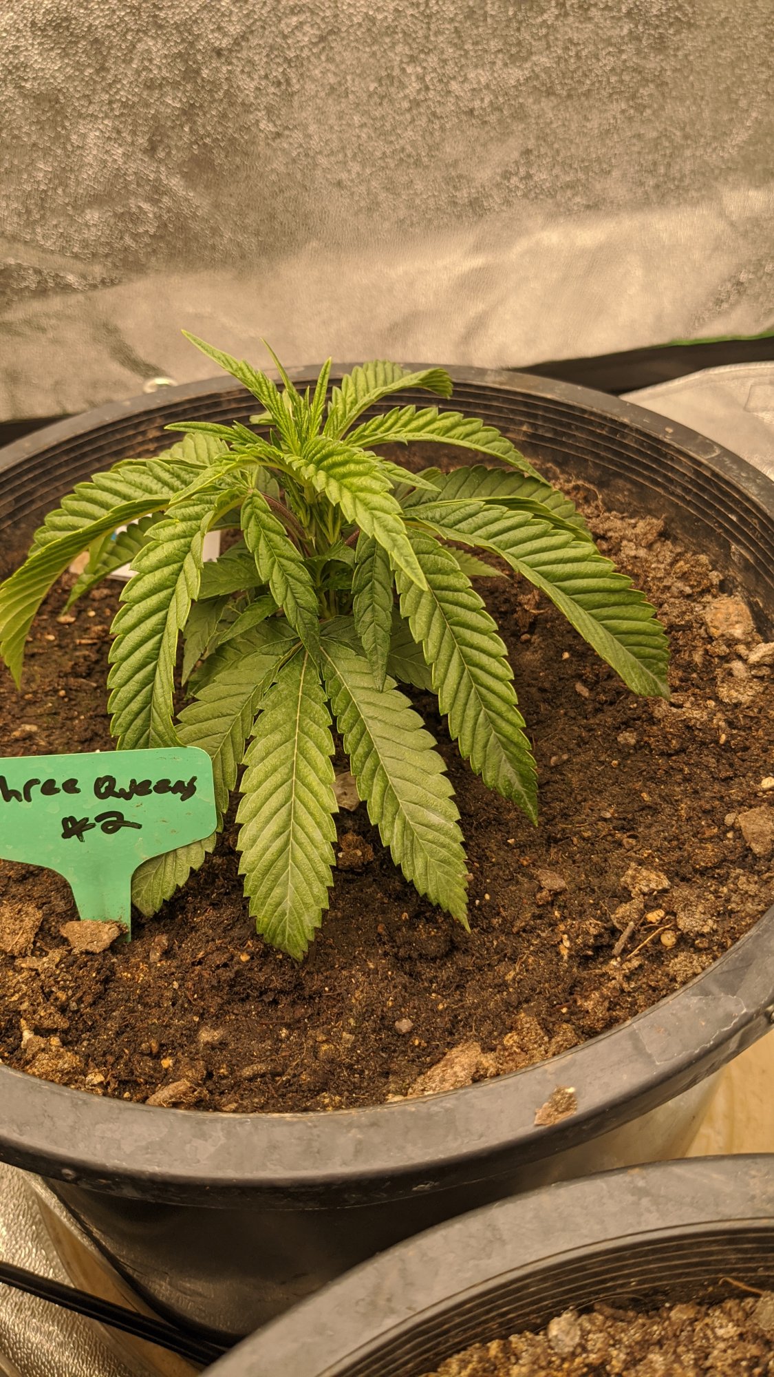 My current grow is having some issues 2