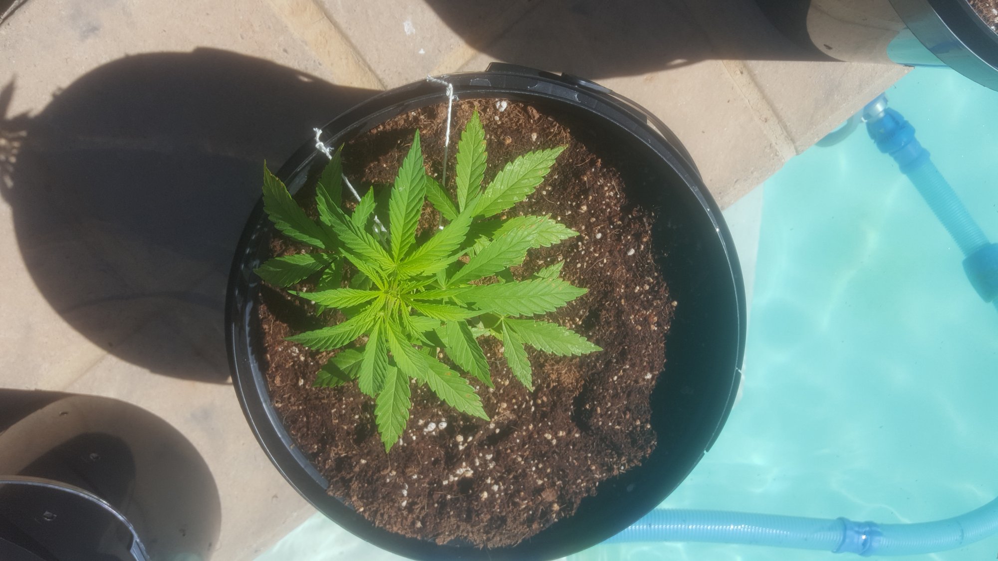 My current grows 4 weeks old 2