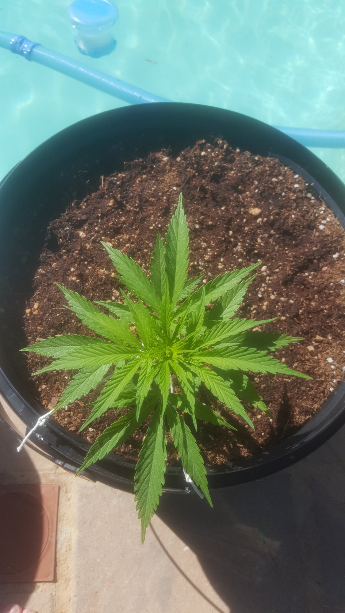 My current grows 4 weeks old 4