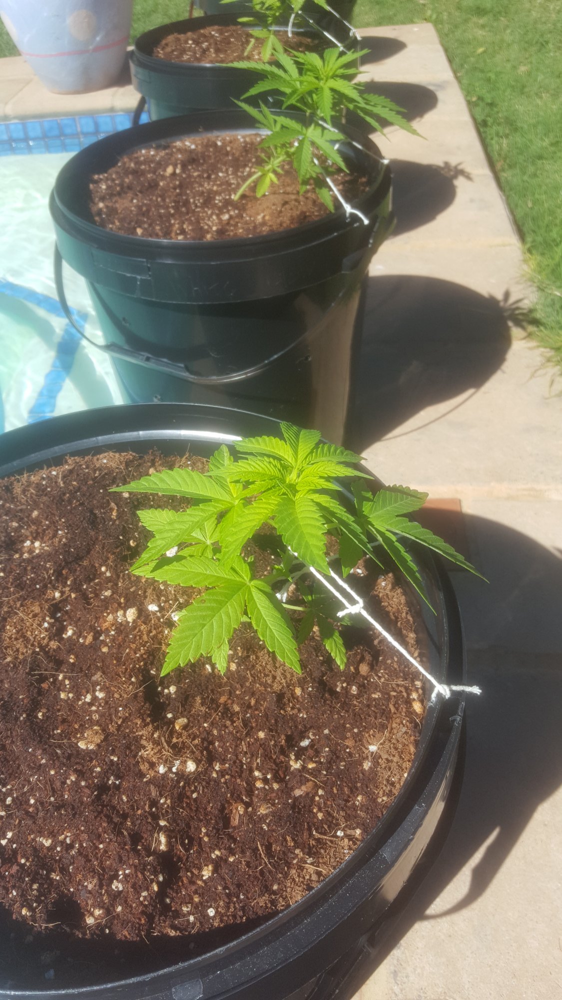 My current grows 4 weeks old 5