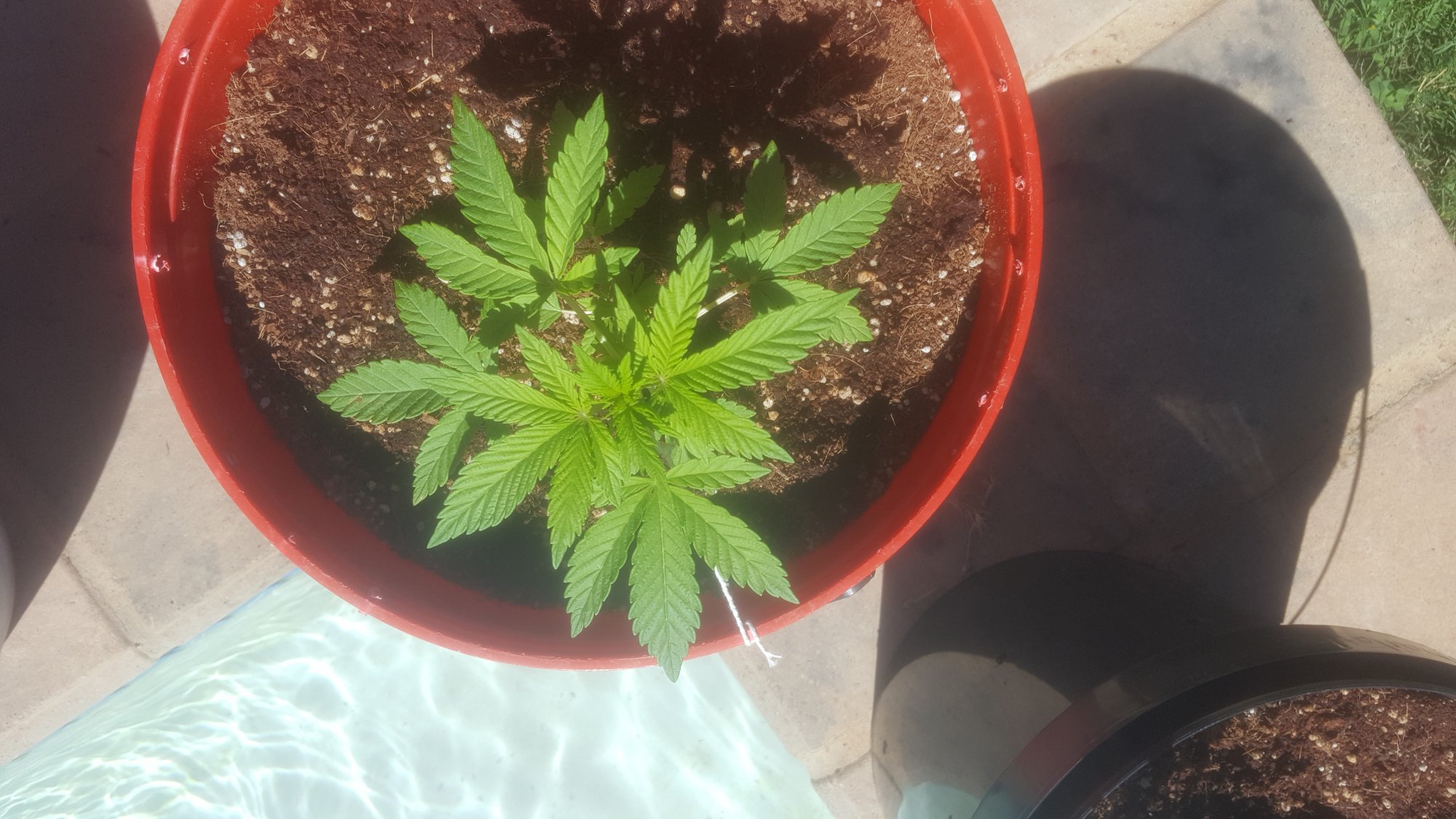 My current grows 4 weeks old 6