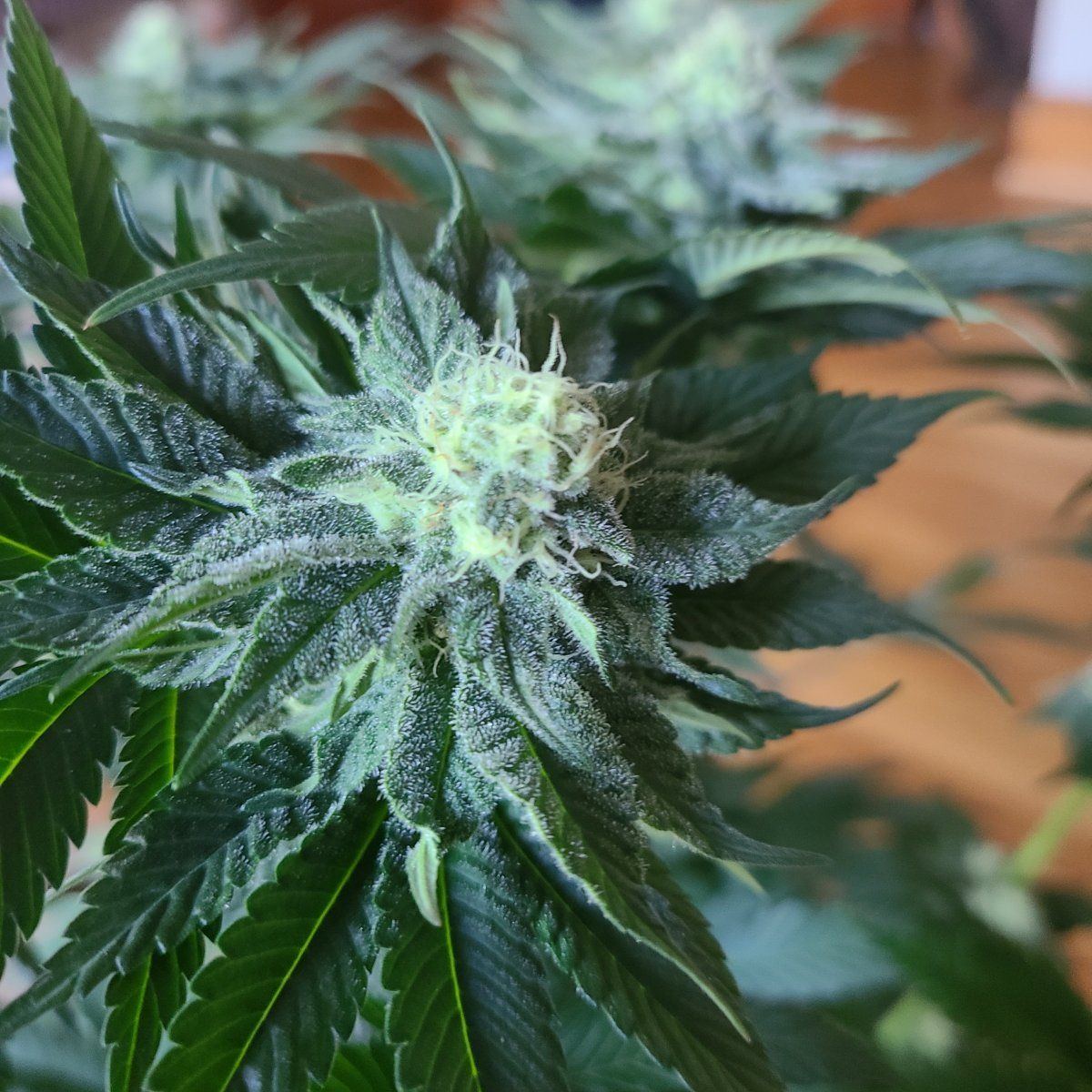My experimental cannabis grow so far 2