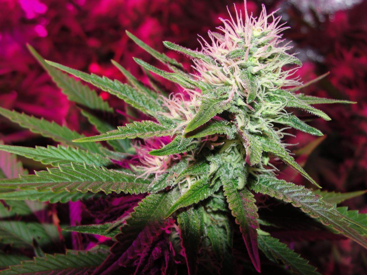 My favorite bud shots 10