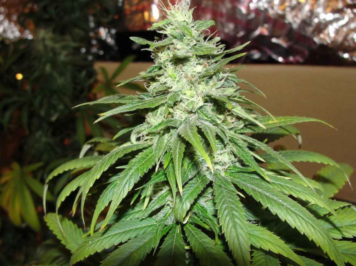 My favorite bud shots 2