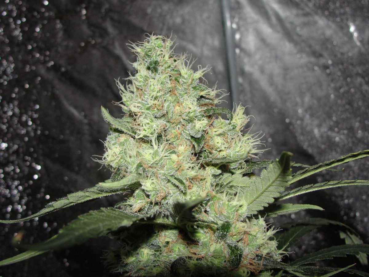 My favorite bud shots 3