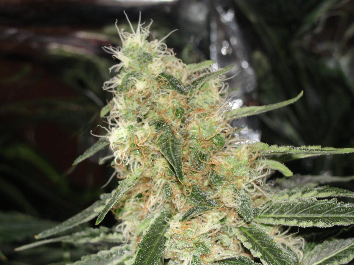 My favorite bud shots 4