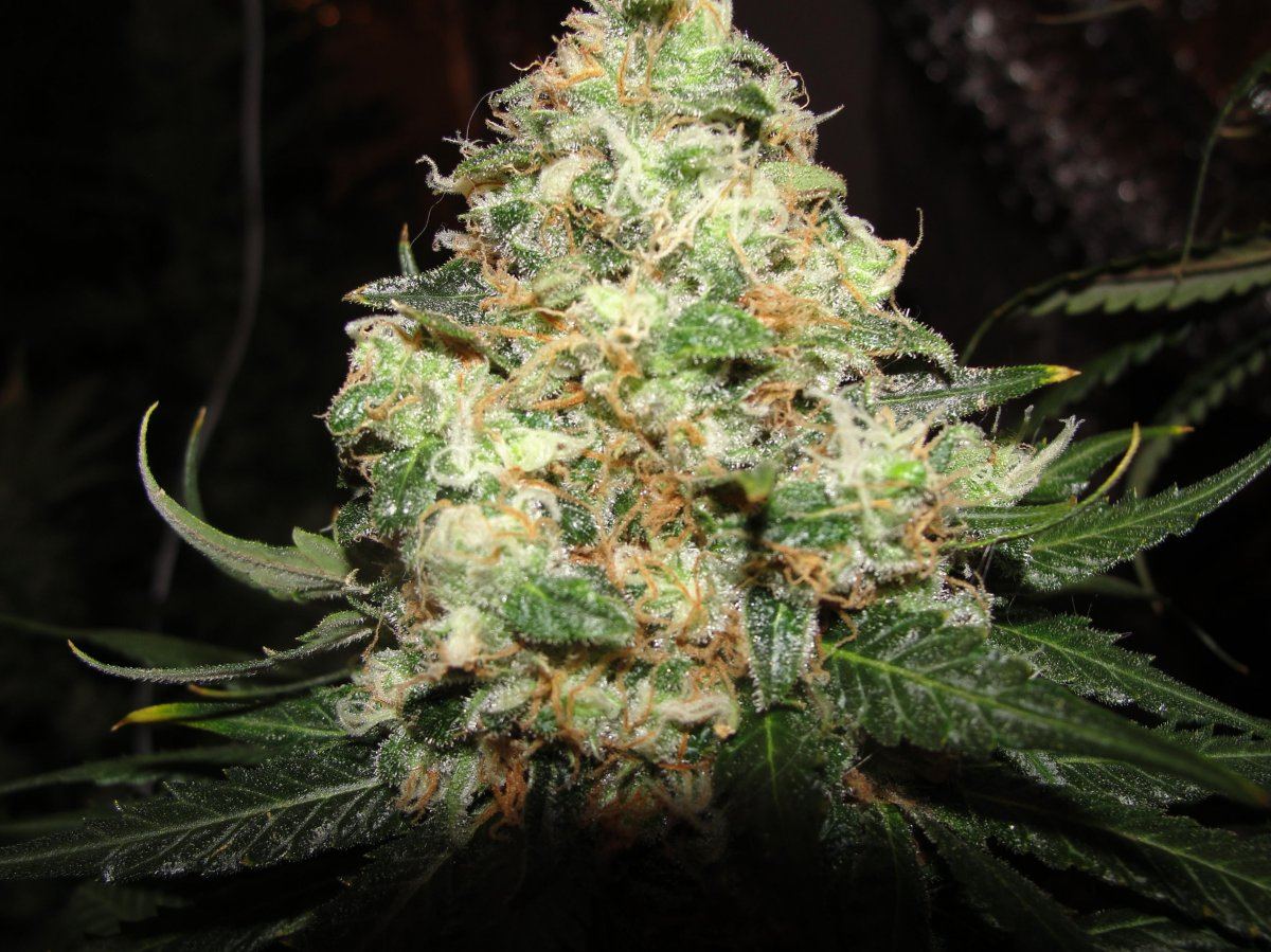 My favorite bud shots 5