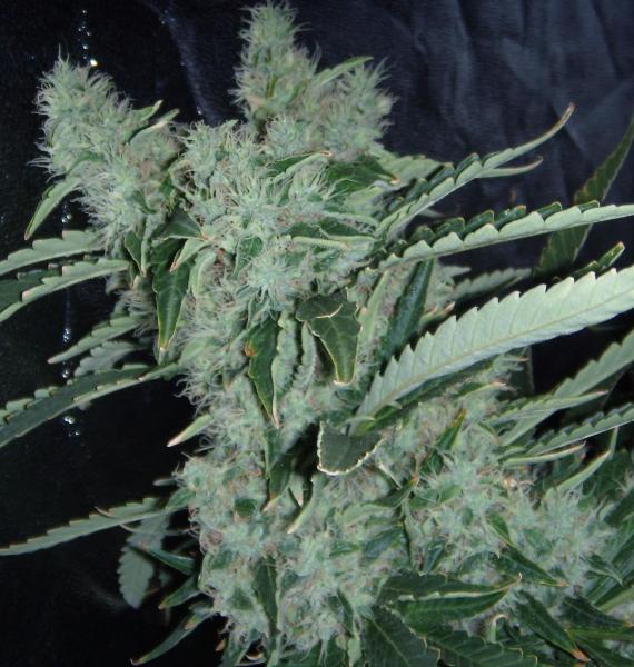 My favorite bud shots 8