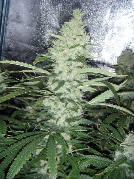 My favorite bud shots 9