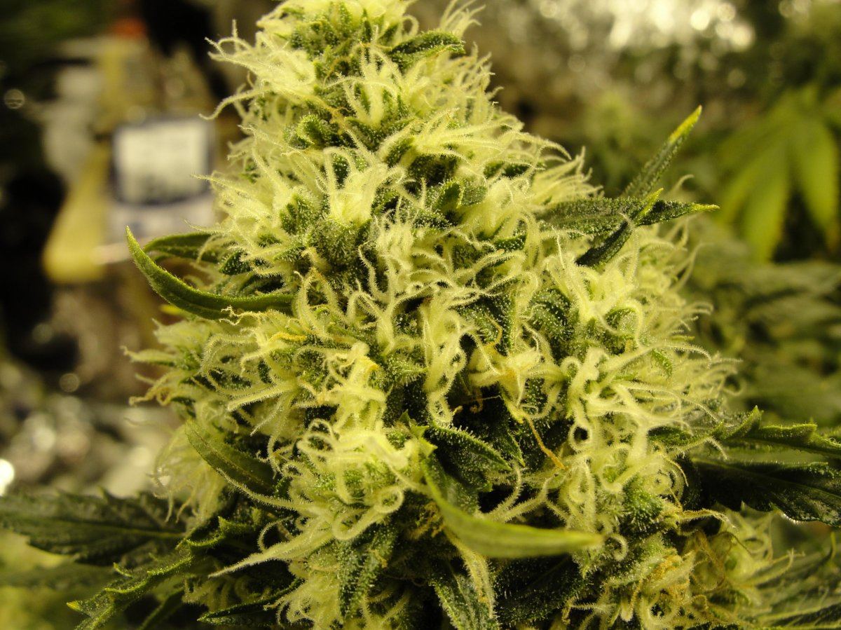 My favorite bud shots