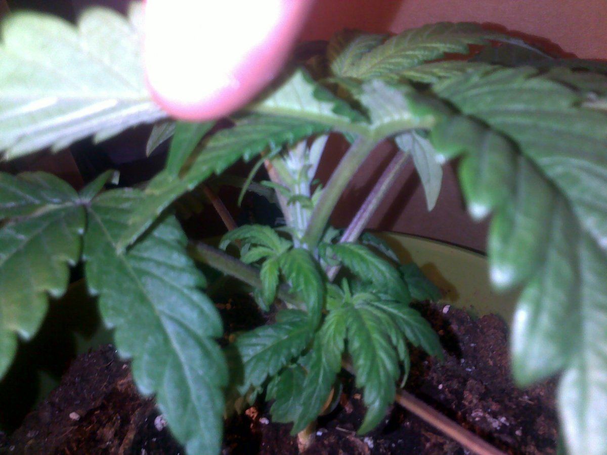 My first 1212 from seed grow second grow altogether 2