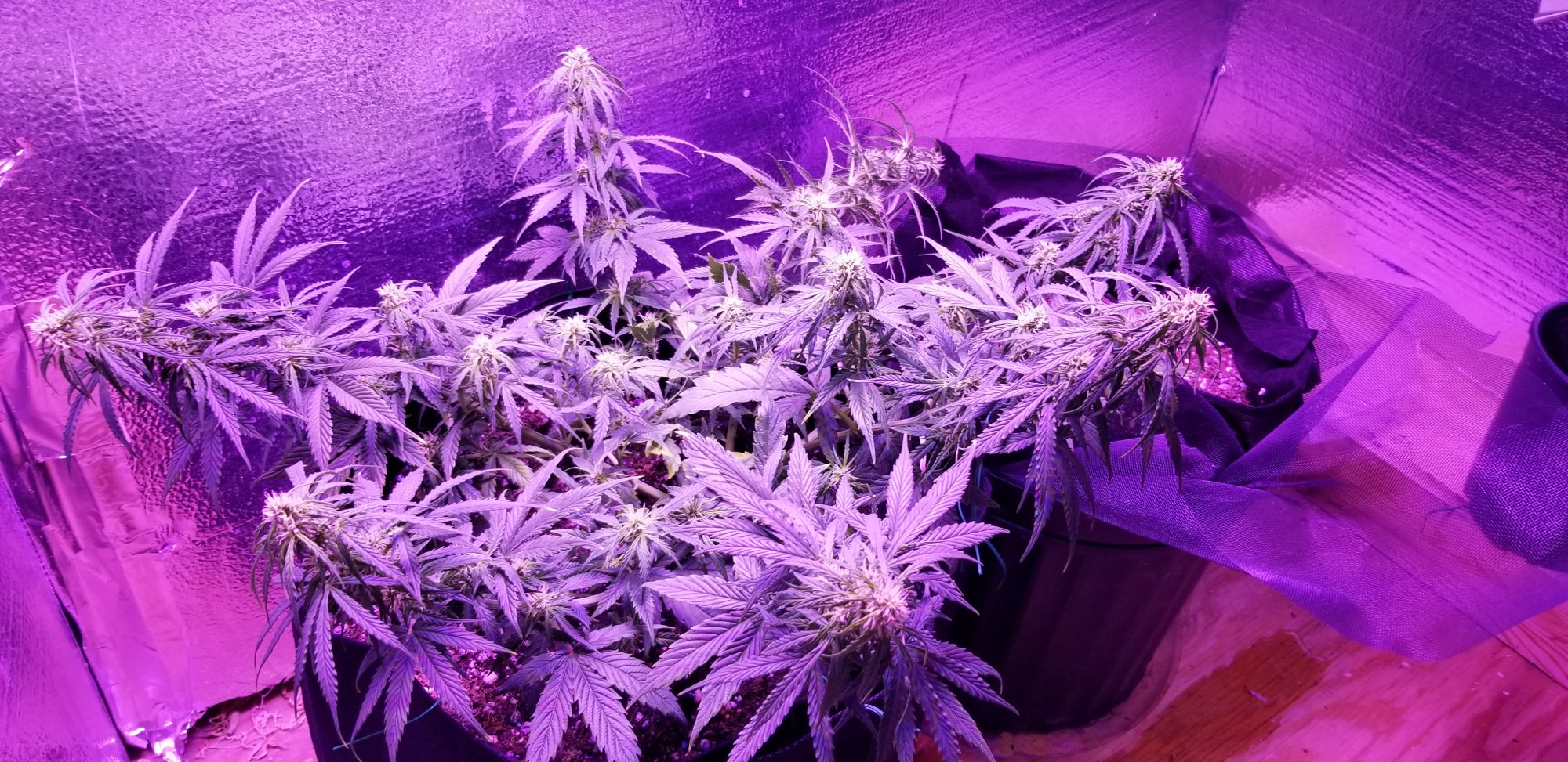 My first auto flower grow pineapple auto from some dude on ebay 13