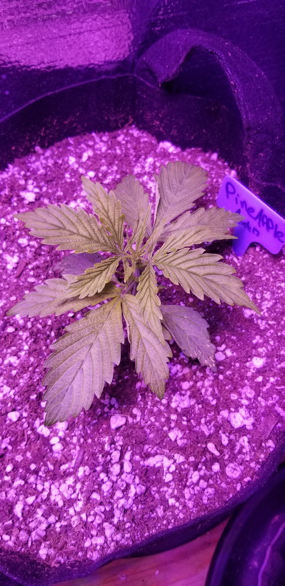My first auto flower grow pineapple auto from some dude on ebay 3