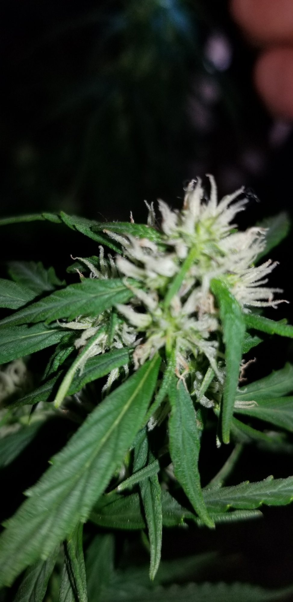 My first auto flower grow pineapple auto from some dude on ebay 4