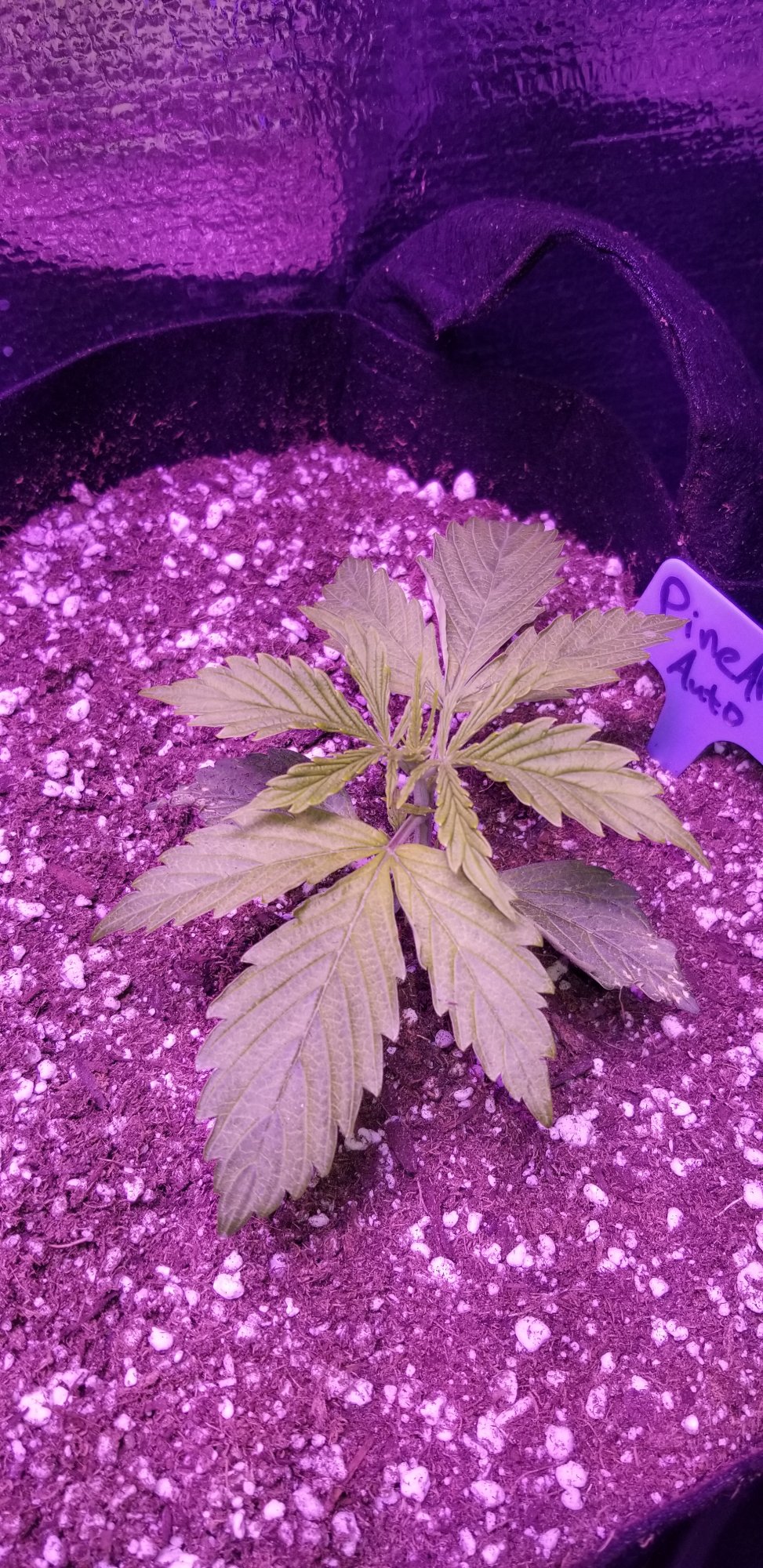 My first auto flower grow pineapple auto from some dude on ebay 5