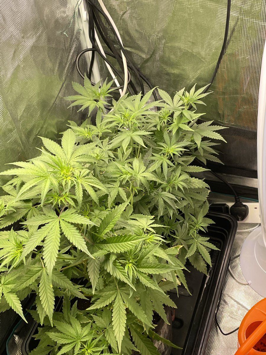 My first auto grow im worried theyre not autos