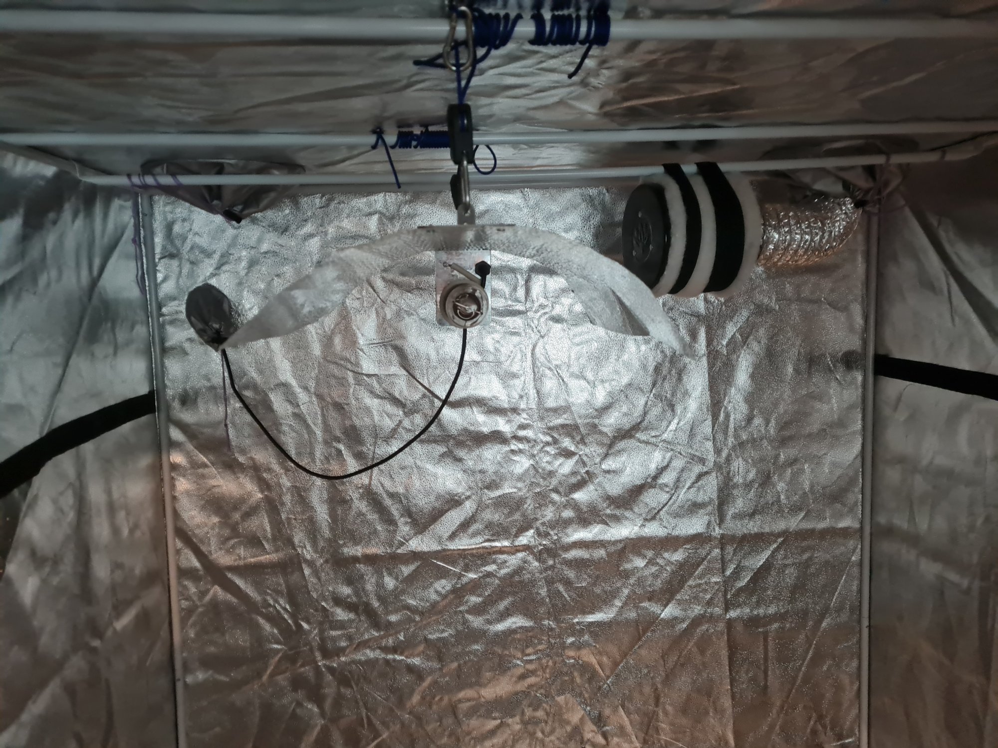 My first auto grow in my new spider farmer tent 2