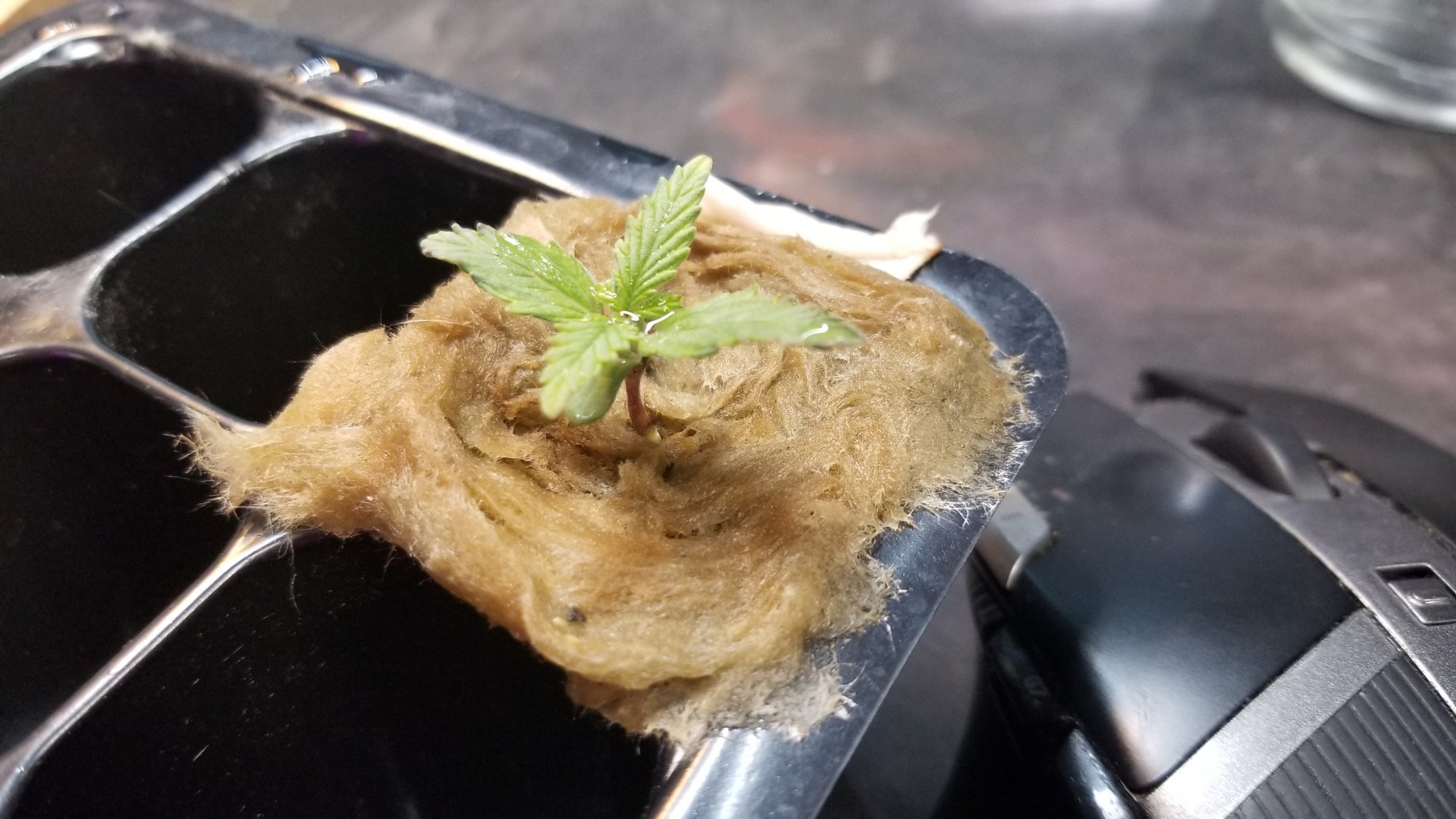 My first autoflower hydroponics grow 5
