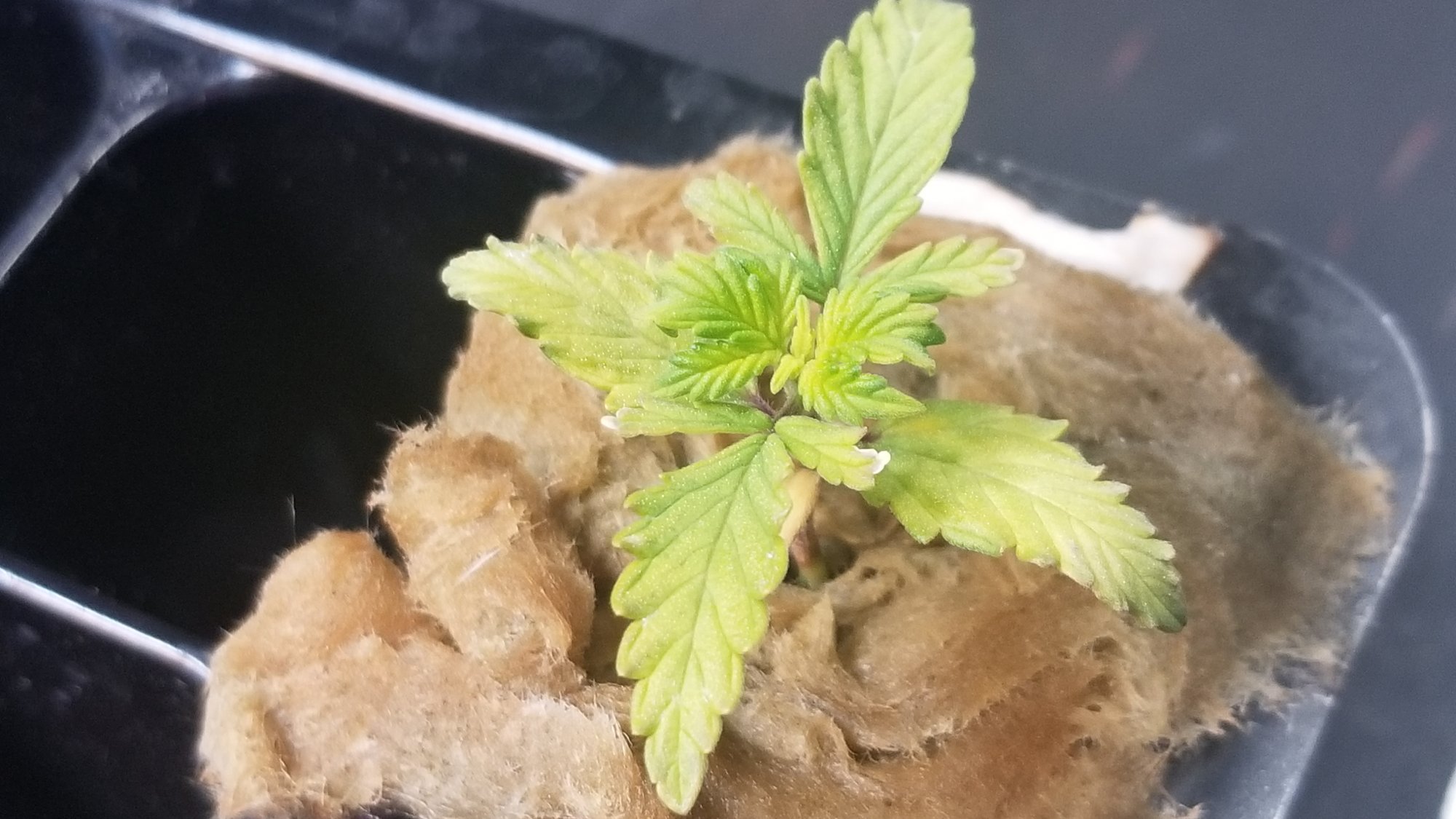 My first autoflower hydroponics grow 7