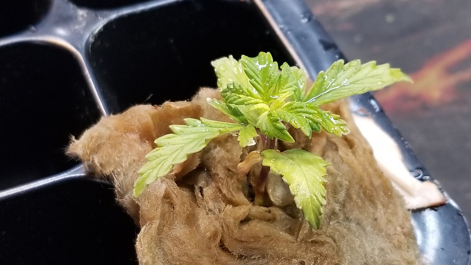 My first autoflower hydroponics grow 8