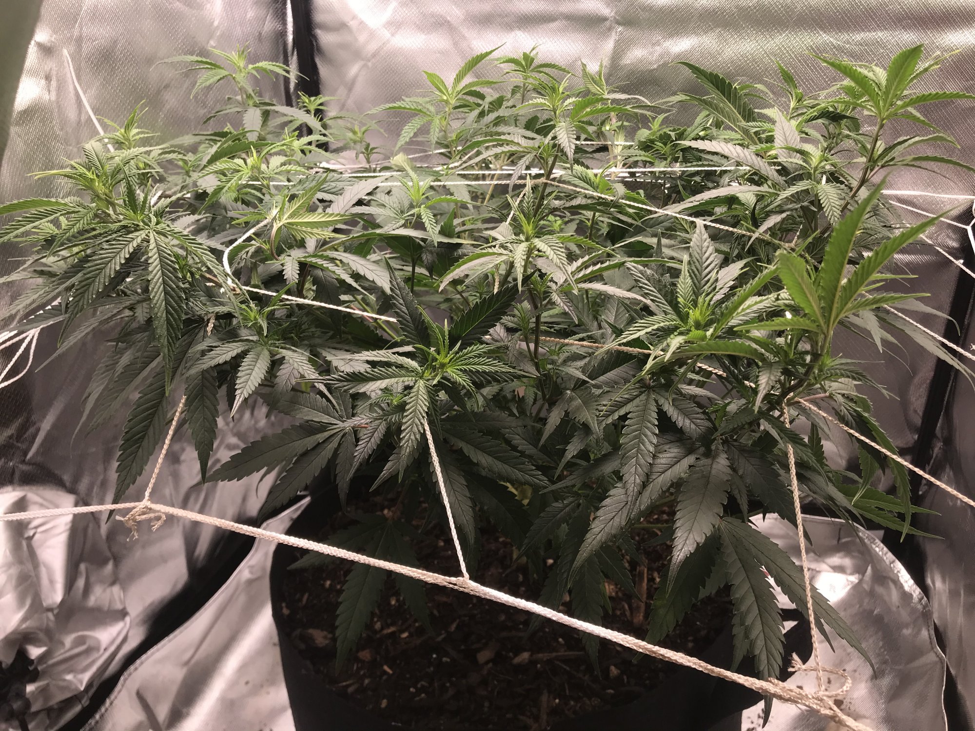 My first crack at indoor grow any advice to maximise yield would be great