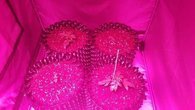 My first cree xpe led growing 2