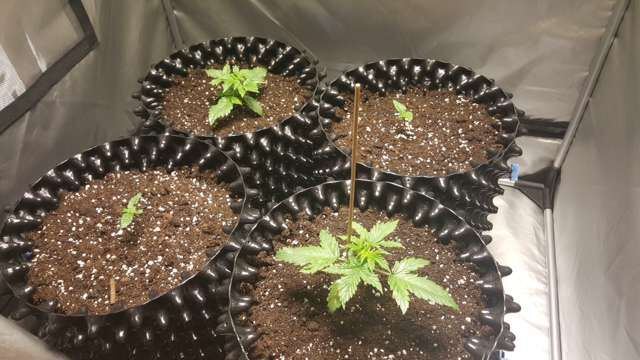 My first cree xpe led growing 4