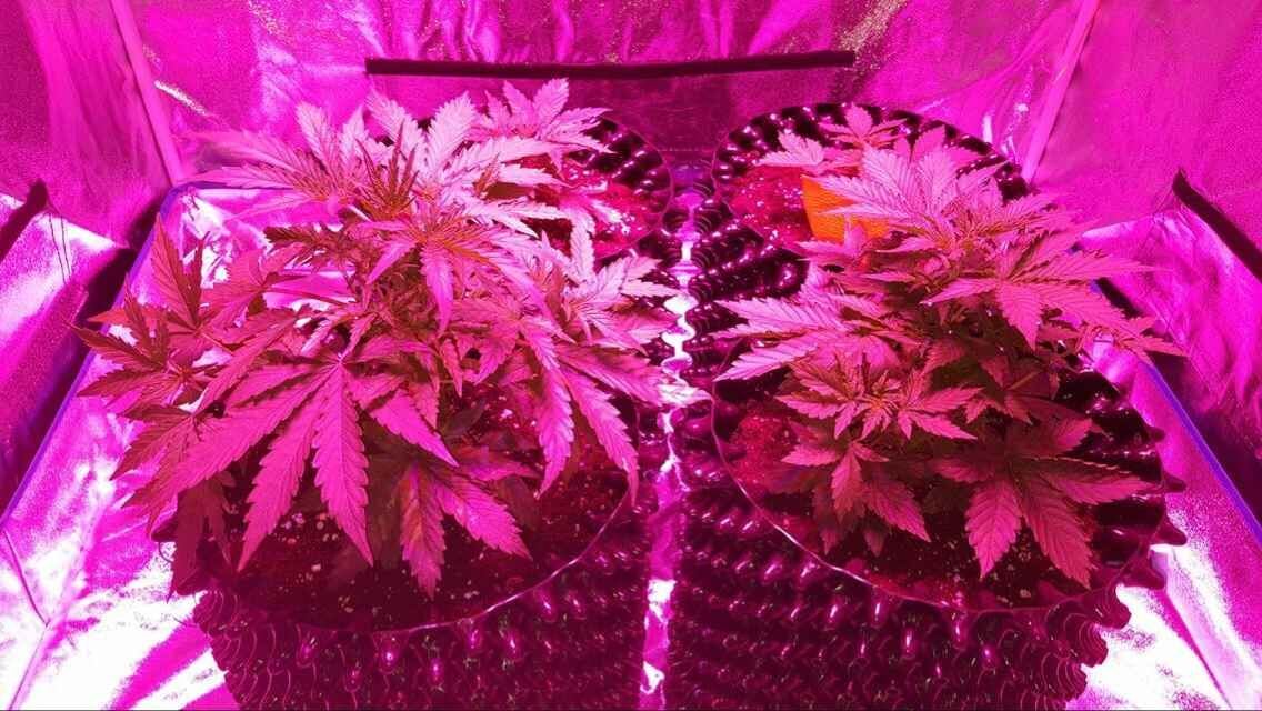 My first cree xpe led growing 7