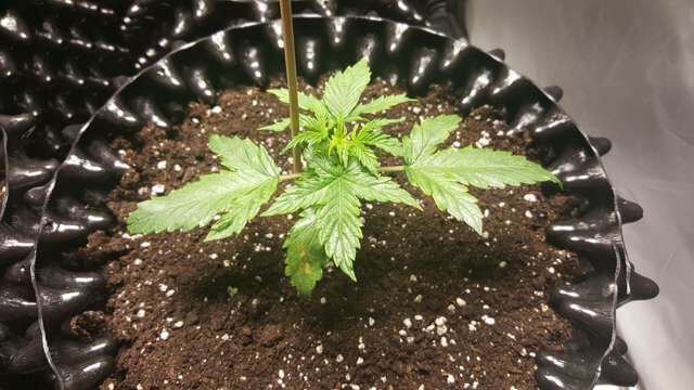 My first cree xpe led growing