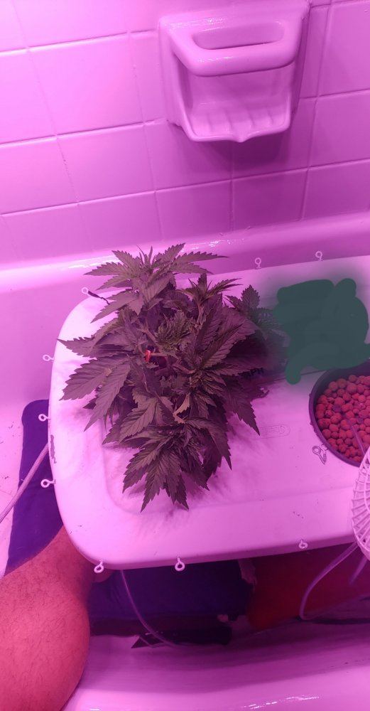 My first ever grow 4