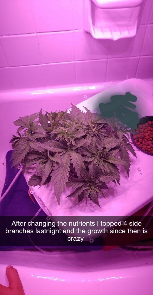 My first ever grow 5