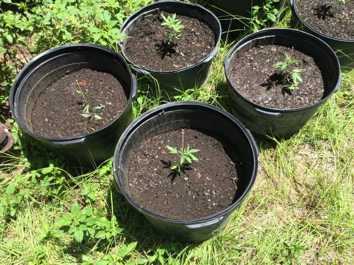My first ever grow outdoor all organic 13