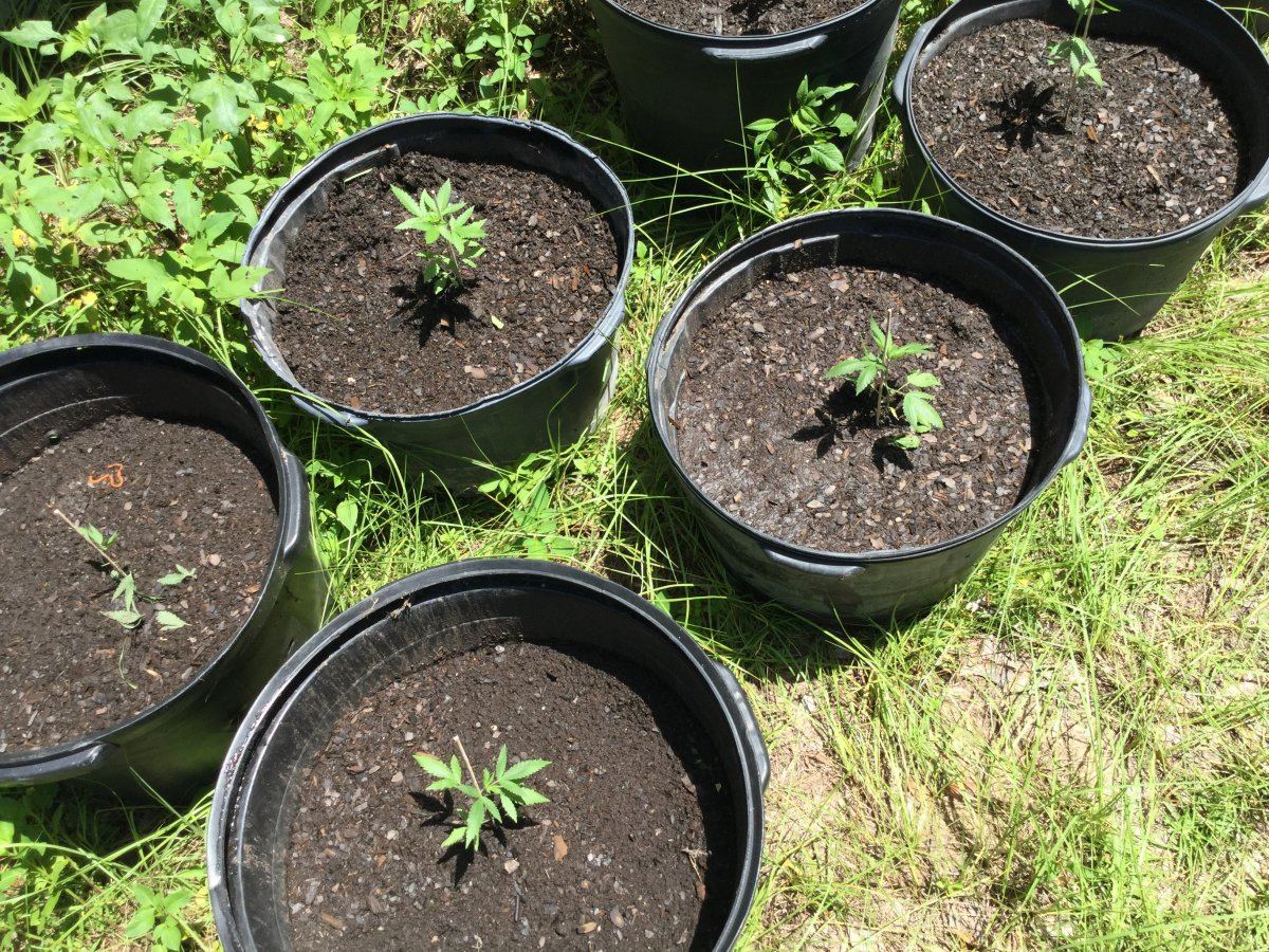 My first ever grow outdoor all organic 14