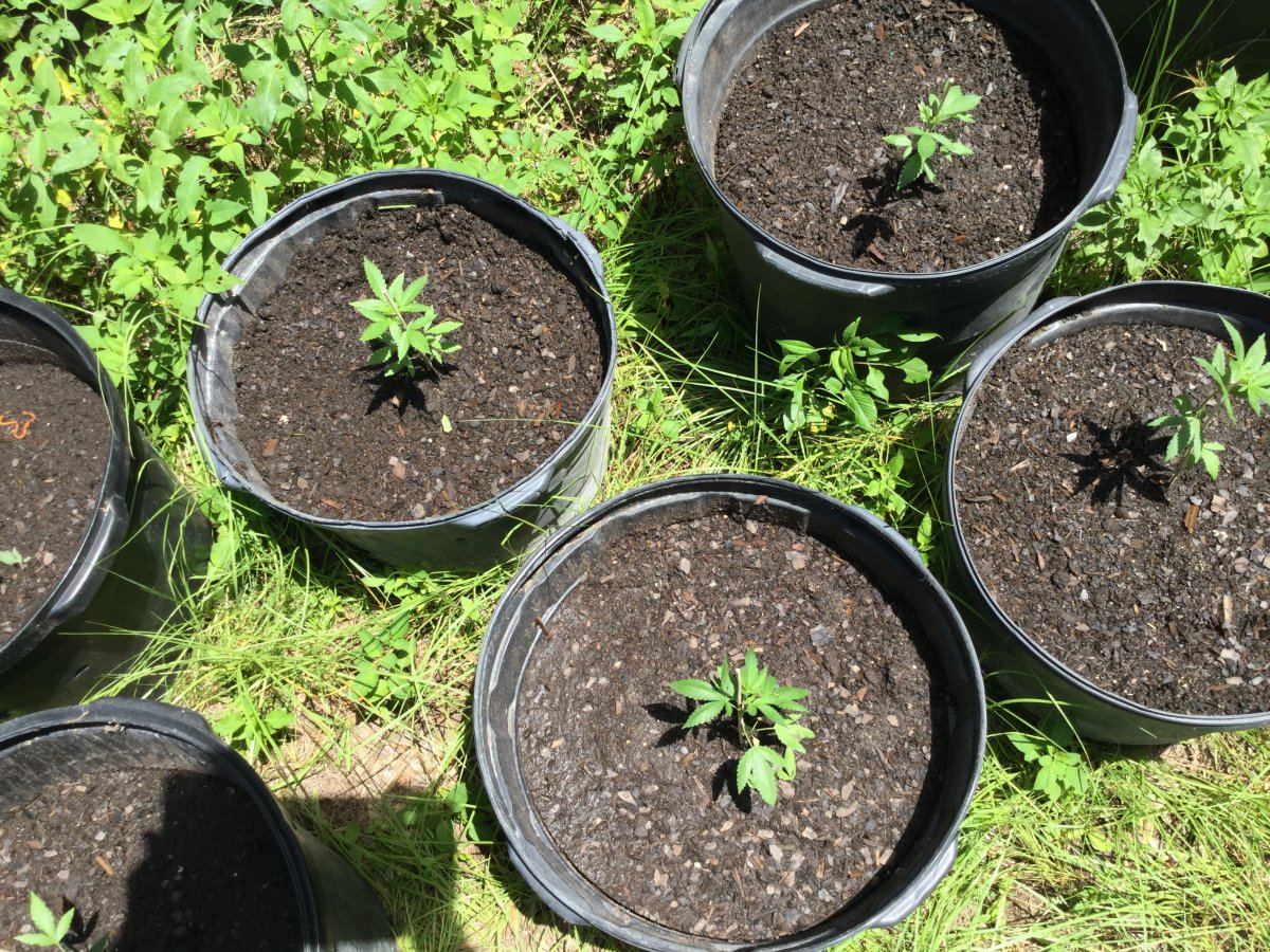 My first ever grow outdoor all organic 15