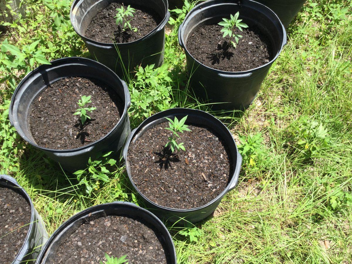 My first ever grow outdoor all organic 16