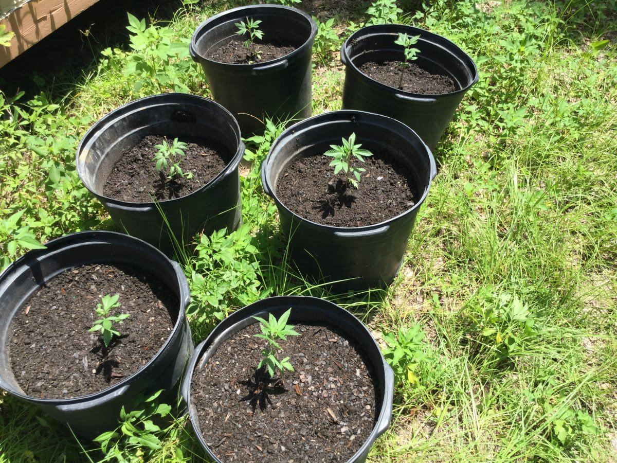 My first ever grow outdoor all organic 17