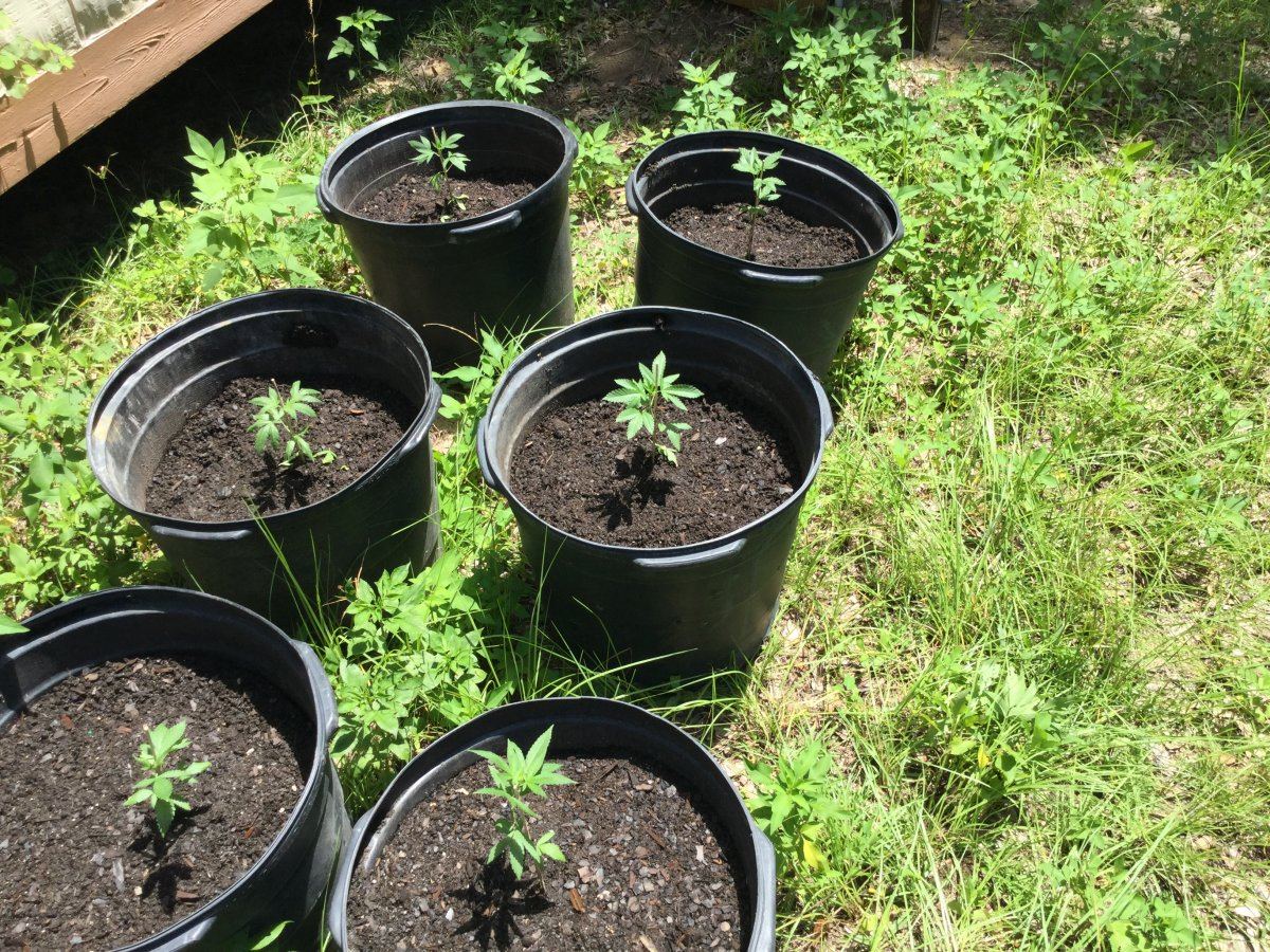 My first ever grow outdoor all organic 18