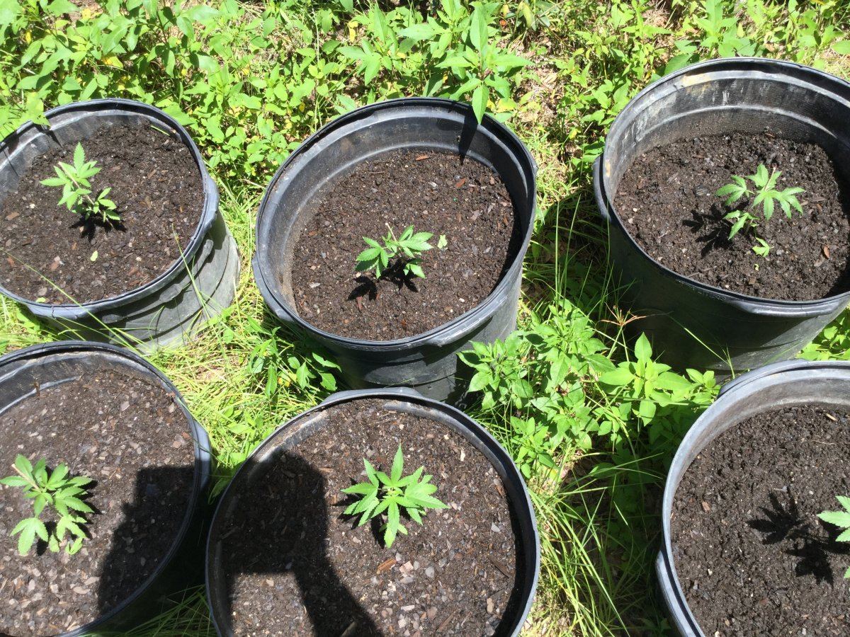 My first ever grow outdoor all organic 19