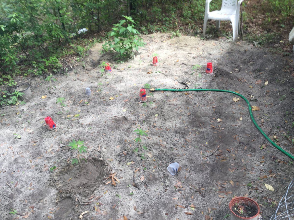 My first ever grow outdoor all organic 3