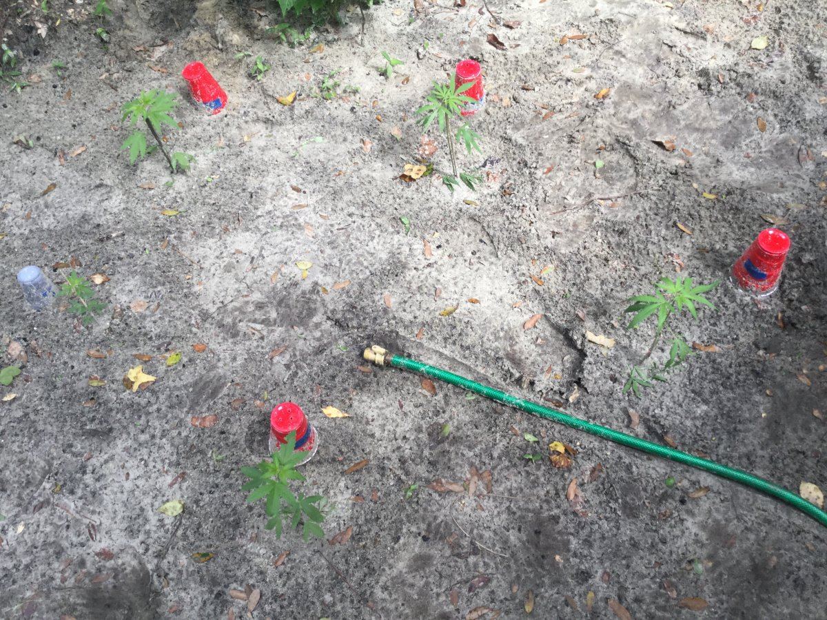My first ever grow outdoor all organic 9