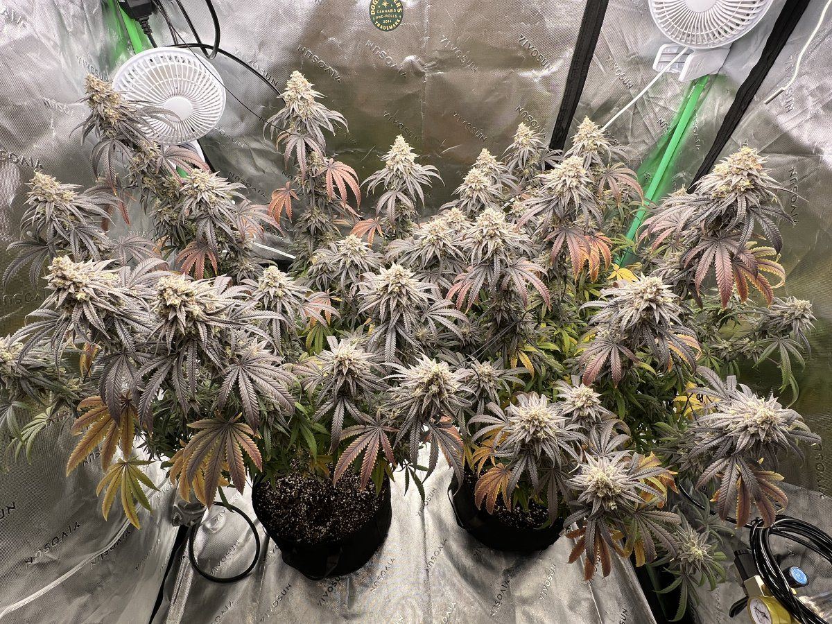 My first grow about to harvestkinda concerned would like your thoughts