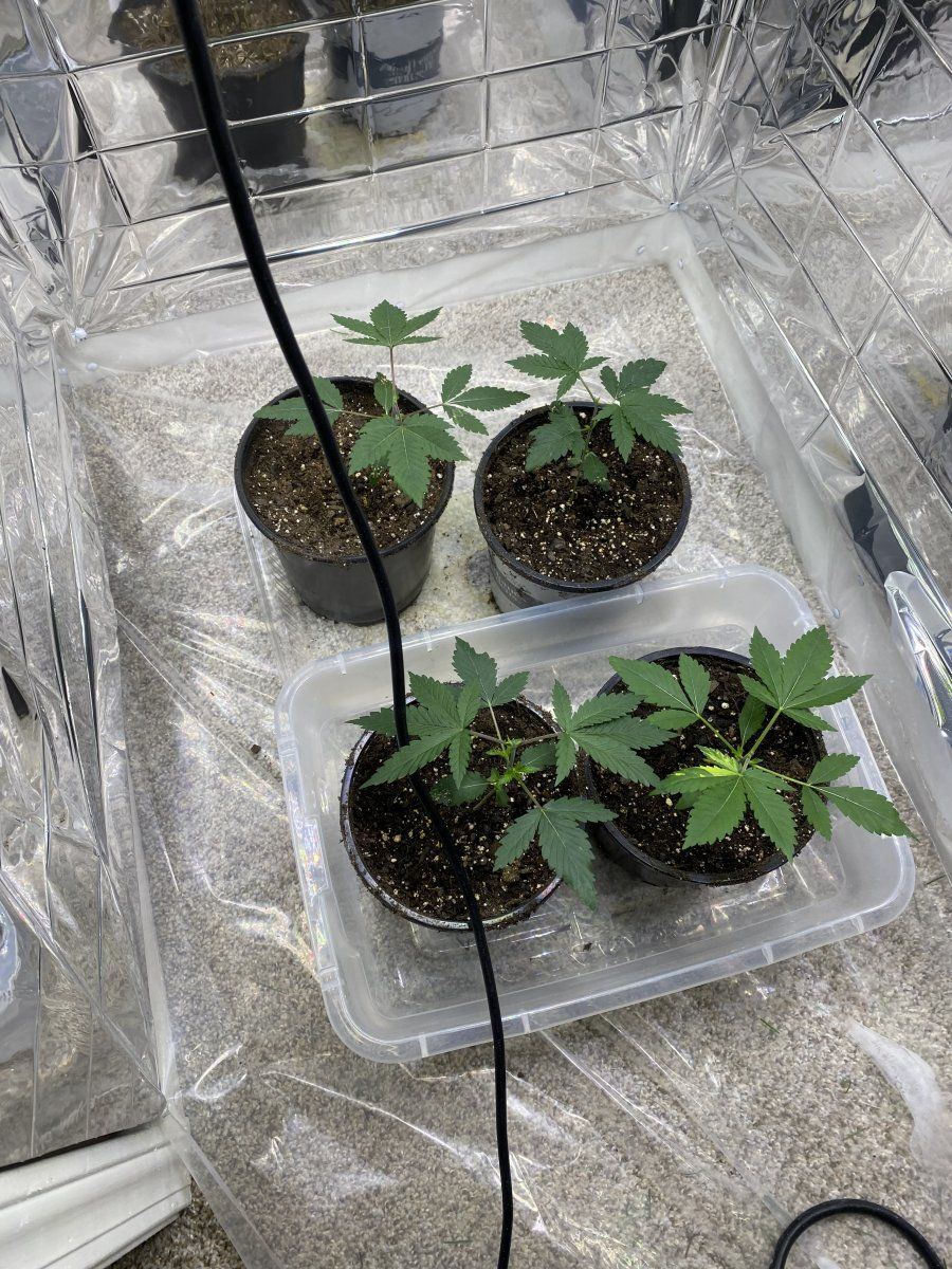 My first grow advice welcome 2