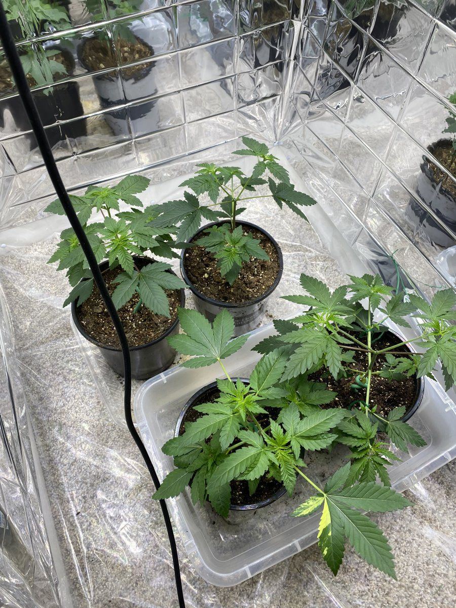 My first grow advice welcome 3
