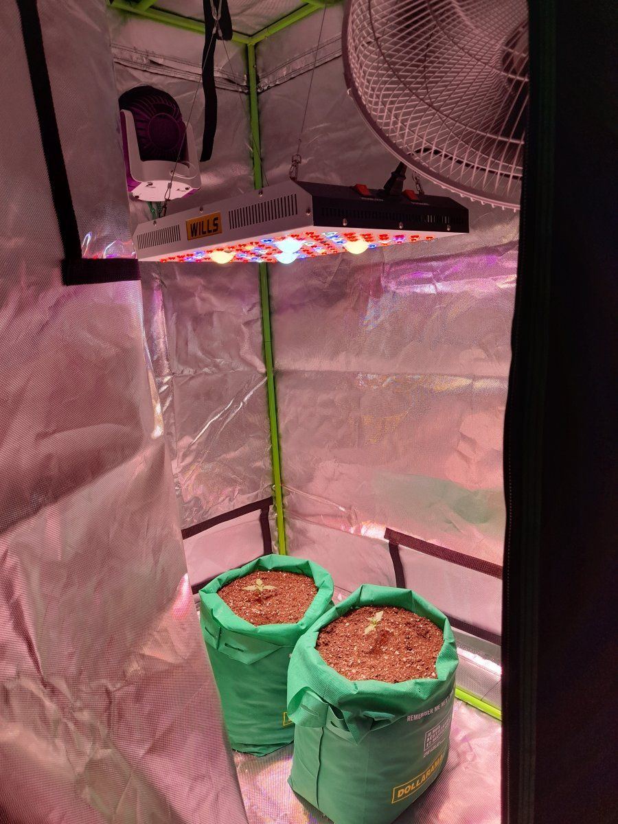 My first grow any tips light to close 4