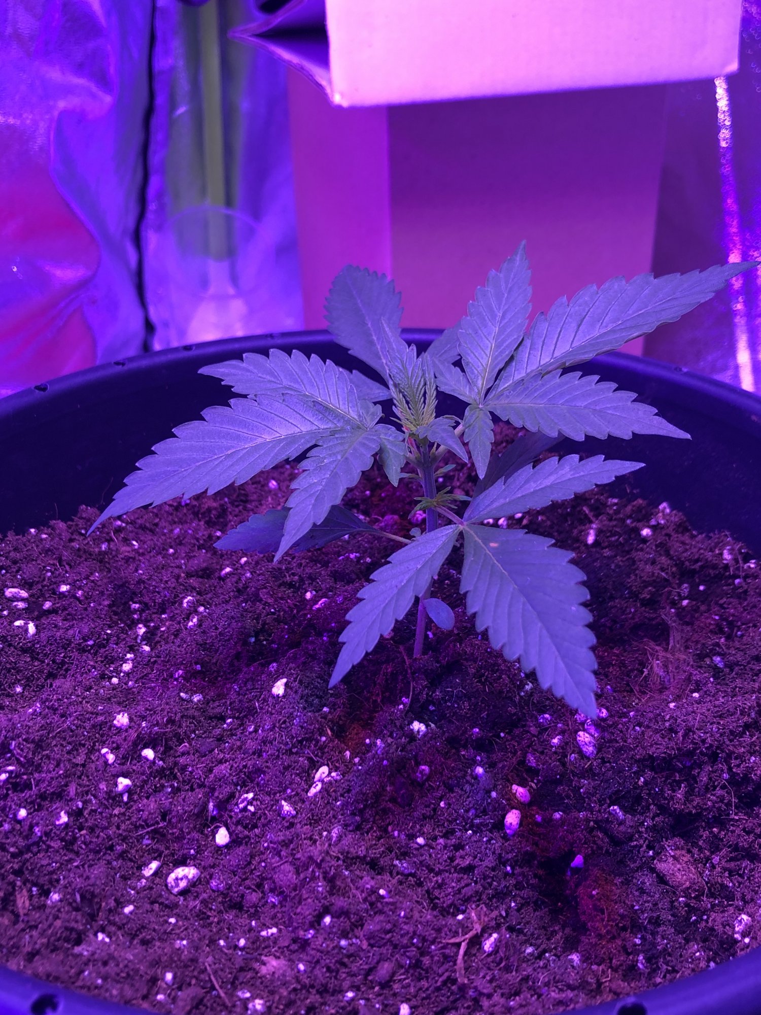 My first grow autos colorado cookies take a look 5