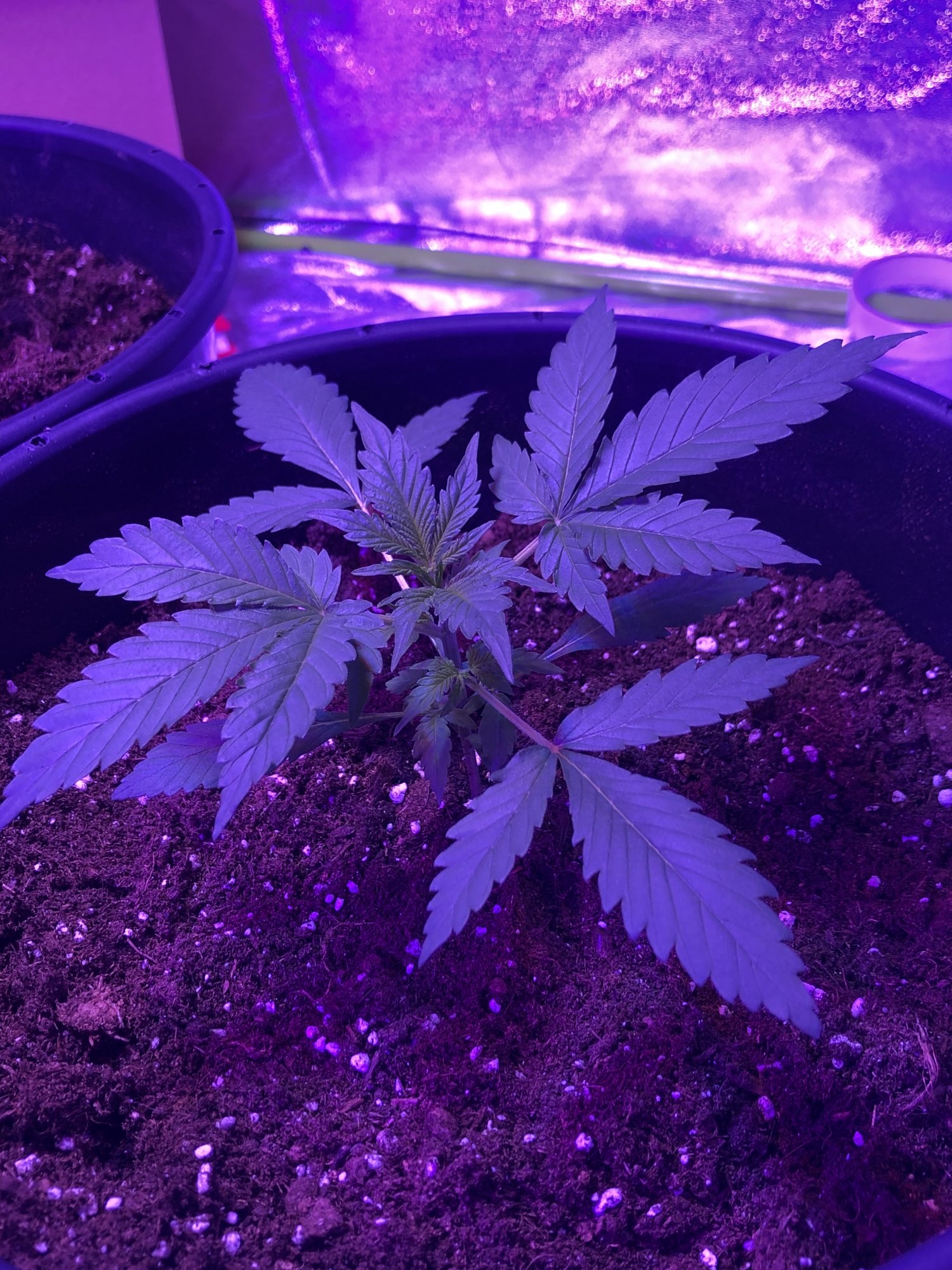 My first grow autos colorado cookies take a look 6