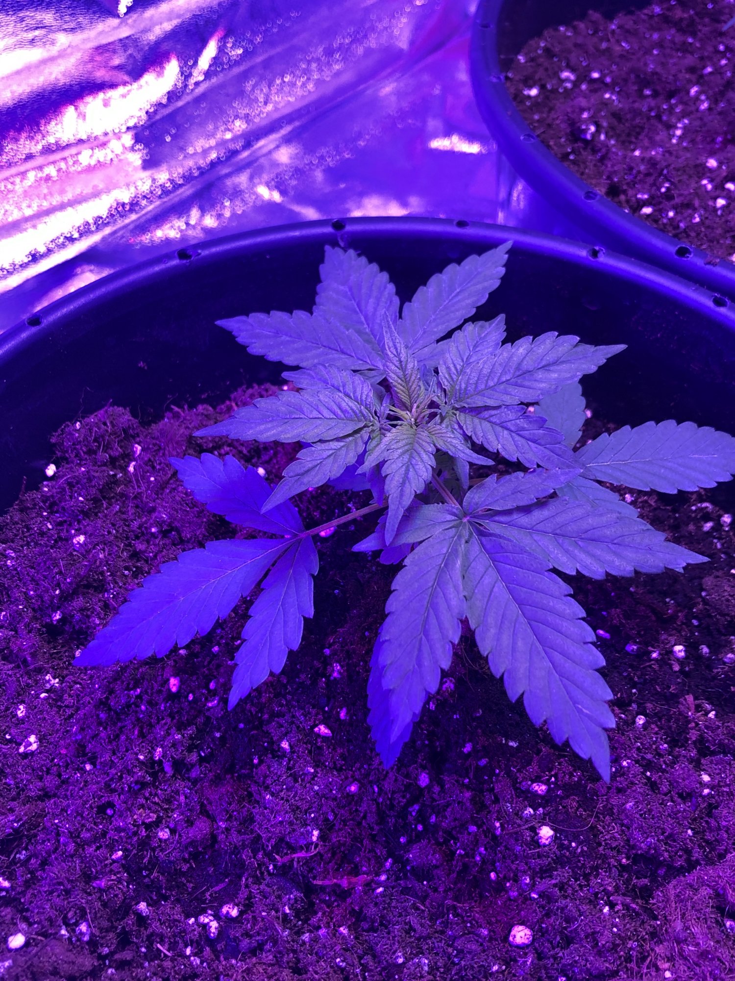 My first grow autos colorado cookies take a look