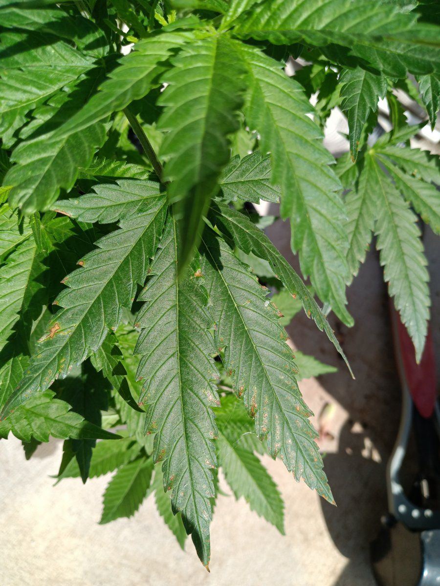 My first grow  brown spots on leaves